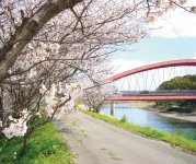 船小屋橋が架かる矢部川沿いには緑が広がり、春は桜景色が楽しめる