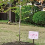 大河ドラマ『八重の桜』で新島八重役を演じた綾瀬はるかさんらが植樹した八重桜「はるか」