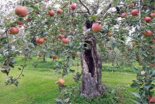 「旧会津藩士から伝えられた『緋の衣』の原木です」と説明するのは、リンゴの発祥の地で吉田観光農園を営む吉田さん