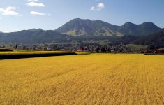 高社山の麓に広がる水田の風景。飯山は長野でも有数の米どころでもある。特A米コシヒカリの「幻の米」は冷めてもおいしいお米と評判