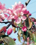 五所川原名産の果肉、葉、花まで赤い「赤~いりんご」。市内にあ る並木道の花の見頃は5月上旬だ