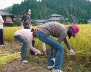 農林業体験では稲刈りを体験。農家に田植えから刈り取りまでの苦労話も聞く