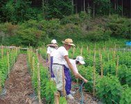 農山村交流・田舎の生活体験では生徒たちが民泊と畑作業などを体験する