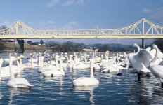 冬になると北上川河畔に白鳥などの渡り鳥が集まる