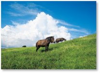 日向灘と志布志湾を分ける都井岬にいる日本在来種の野生馬。今は国の天然記念物に指定されている