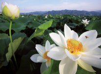 レンコンの花。徳島県のレンコンの出荷量は茨城県に次いで全国２位