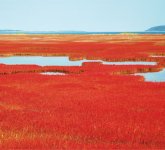 昨年８月に復活宣言が出された能取湖のサンゴ草。９月上旬から色付き始め、中～下旬に見頃を迎える（写真提供＝網走市観光協会）