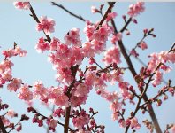 掛川桜は2014（平成26）年に認定された新品種。川沿いに300 本が植えられている（写真提供：掛川市）