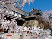 上田城と桜。「上田城千本桜まつり」（4月）における上田城に咲き誇る千本桜は圧巻。多くの観光客を楽しませてくれる