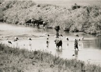 コウノトリと共に写る農婦と牛：昭和35年ころに市内で撮影。かつては人々の暮らしの中にコウノトリがいた