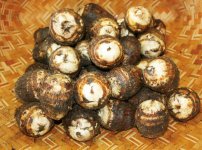 里芋：日本三大局地風「やまじ」にも強く、江戸時代から栽培されている特産物