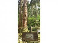 御岩神社の境内にそびえる三本杉は樹齢500年の県指定天然記念物