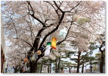 十和田市春まつり（4月）：まつり期間中の「十和田市官庁街通り」（日本の道100選）の156本の“桜”と“鯉のぼり”