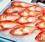 水揚げされた魚介類　金目鯛