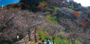 四季折々の自然を満喫できる「桜山公園」。中でも、11月上旬〜12月中旬と4月の1年に2度開花する桜が人気