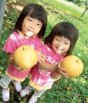 荒尾梨：品種は“新高（にいたか）”。昭和初期から栽培され、荒尾ジャンボ梨の名称で知られる。子どもの頭ほどの大きさになる、大きい・甘い・おいしいの三拍子そろった梨