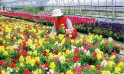 花苗／ビニールハウスで栽培される色とりどりの花。道内はじめ全国に出荷される