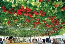 世界一大きなトマトの木「The largest tomato plant」／えこりん村のトマトの森にある。2013年11月10日にギネス世界記録に認定