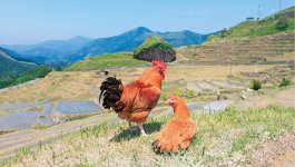 熊野地鶏：三重県原産のシャモ「八木戸」と三重県の銘柄鶏「伊勢赤どり」に「名古屋コーチン」を掛け合わせた地鶏。熊野市のみで飼養されている