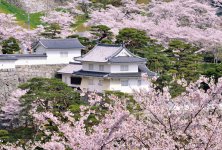 二本松城跡「霞ヶ城公園」の桜。本年4月11・12日に「全国さくらシンポジウム」が開催される