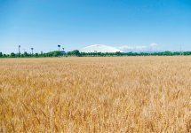 本州トップレベルの作付面積を誇る熊谷市の小麦。主な栽培品種の農林61号、あやひかりがうどんに適した中力粉になることに着目し、熊谷うどんを開発した