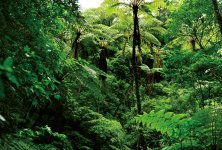 天然の亜熱帯広葉樹が多数残っている金作原原生林