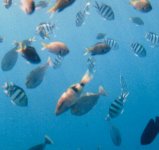 アマミブルブルー”の海中には熱帯魚が戯れる