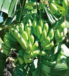 奄美を代表する果物。島バナナ