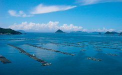 ハマチ養殖いかだ：リアス式海岸で入り江が多い宇和海では養殖業が盛ん