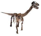 カマラサウルスの実物全身骨格（全長約15m、高さ約6m）は看板展示物の一つだ