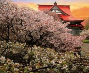 清隆寺と千島桜：明治時代に国後島から持ち帰った桜を移植、樹齢150年ほど。桜前線の終着地