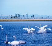 風蓮湖：根室市と別海（べっかい）町にまたがる国内最大級の白鳥の飛来地。ラムサール条約の登録湿地