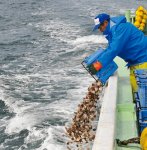 ホタテの稚貝放流：ふるさと納税も一部活用している沿岸漁業資源の維持・増大活動