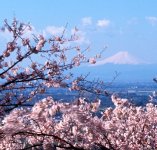 謙信平から富士山を望む