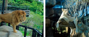 沖縄こどもの国：県内唯一の本格的な動物園。希少なホワイトライオンのリズム（右）が人気。亜熱帯の特性を生かして日本一ユニークな動物園を目指す