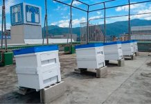 市内の養蜂店と協力し、屋上の養蜂箱で採れたはちみつを販売するなど、地元企業とのコラボも行っている