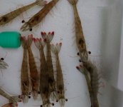 陸上養殖実験で生育したバナメイエビ