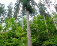 岩手県内にある同社の森林。林齢は80年生以上が42％を占める。同社は「立木価格を上げてほしい」と訴えている