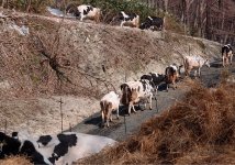 北海道岩内郡共和町小沢にある牧場。乳牛は自然に近い昼夜放牧で育て、アイスクリームも生産