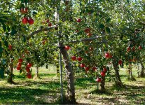盛岡市箱清水にある農場の面積は約30ha。さまざまな品種のりんごなどを減農薬で栽培し、りんごジュースも生産