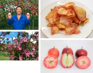 色もきれいなリンゴチップス（右上）、
左から「御所川原」「栄紅」「レッドキュー」（右下）、
赤～いりんごを手に持つ宮田健社長（左上）、
赤～いりんごは花も赤い（左下）