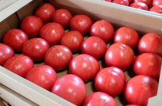 トマト嫌いでも食べられる「味トマト」は昔のトマトに近い味で、髙上青果のみが扱っている