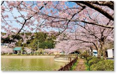 桜の名所「八鶴湖」