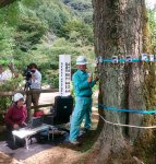 樹木診断で、古い樹木の樹勢の維持回復を行う