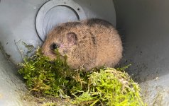 飯能市に生息している国指定天然記念物のニホンヤマネ