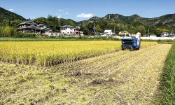 10月中旬に稲刈りが行われた