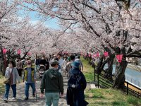 多くの観光客でにぎわう市有数の桜の名所「住吉堤防敷」