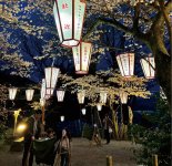 幻想的な雰囲気の「夜桜ハンモック」