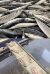 同社の機械で処理される前の魚（上）と、処理後の魚（下）。自動で高速、効率的に骨や内臓が取り除かれる