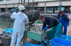 船上や漁港で多くの魚が水揚げされるが、小さい、量が少ないなどの理由で流通に乗りにくい未利用魚は水産業界共通の課題となっている